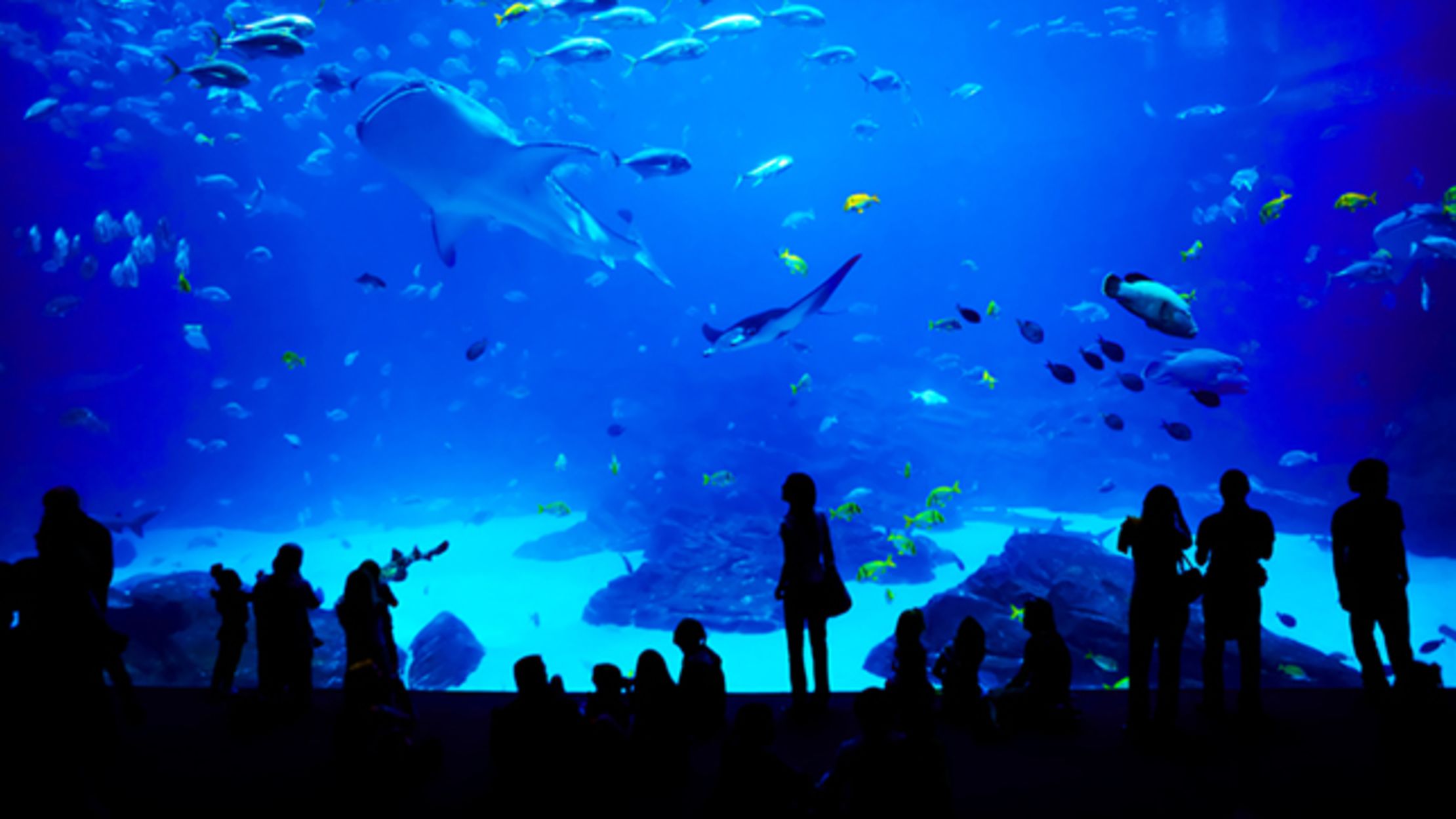 Environmental Science Fisheries Trip to The National Marine Aquarium and Fisheries Inspectorate Tuesday January 25th 2022